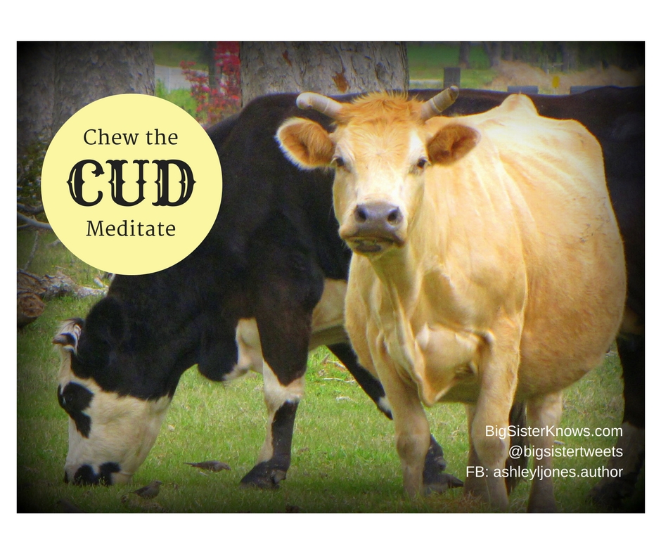 cows_chewcud_info